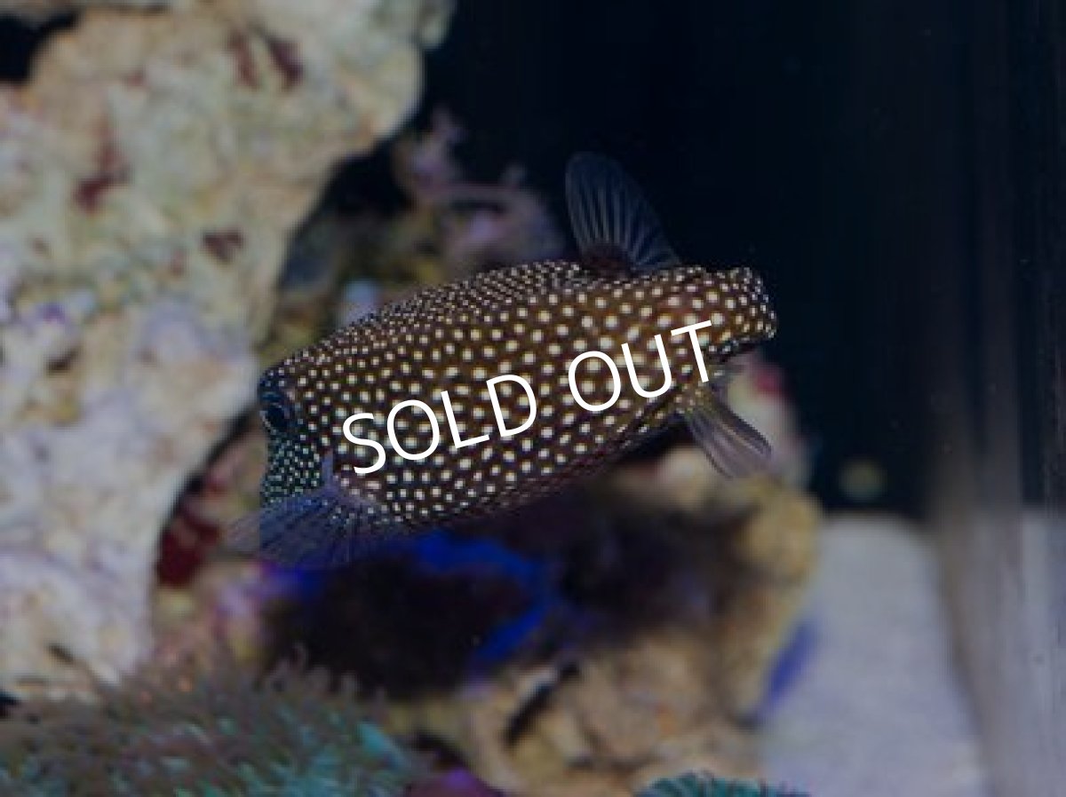 画像2: クロハコフグ　アダルト　ペア (2)