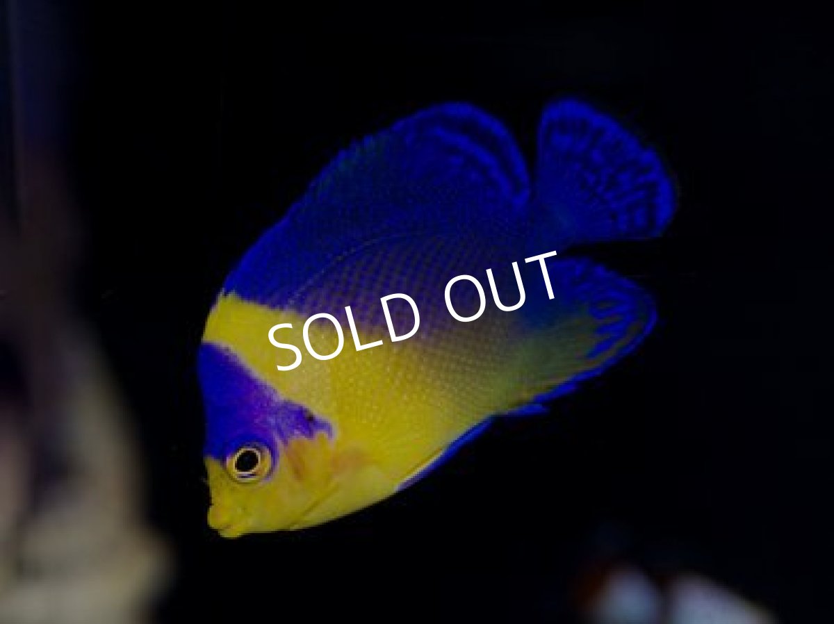 画像3: 八重山産 スミレヤッコ SM (3)