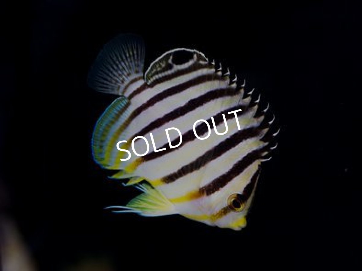 画像2: バヌアツ産 シマヤッコ No.3 (2)