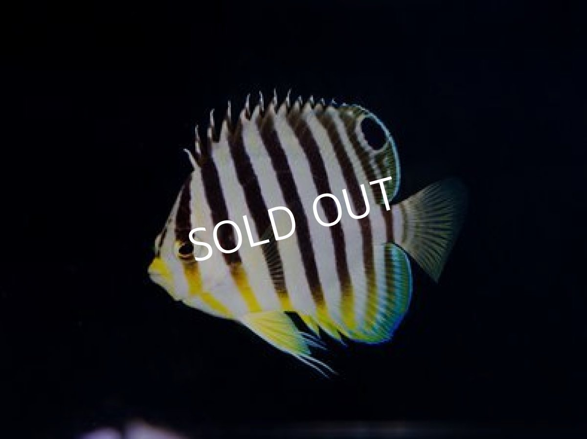 画像2: バヌアツ産 シマヤッコ No.2 (2)