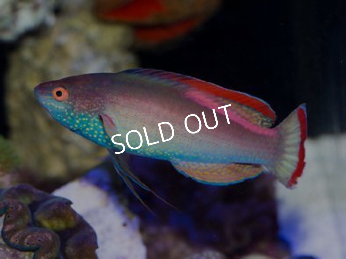 画像2: バヌアツ産ベニヒレイトヒキベラ L ペア (2)