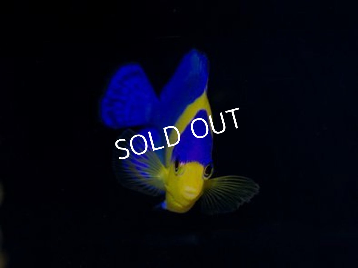 画像2: 八重山産 スミレヤッコ SM (2)