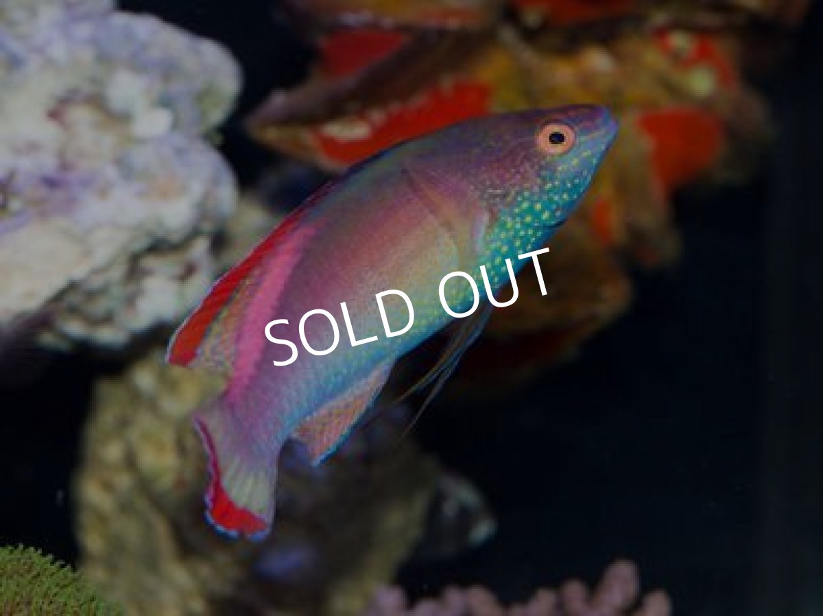 画像3: バヌアツ産ベニヒレイトヒキベラ L ペア (3)