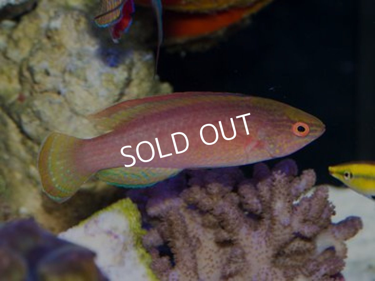 画像4: バヌアツ産ベニヒレイトヒキベラ L ペア (4)