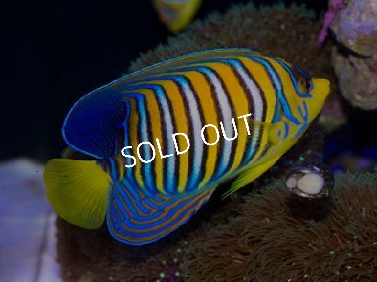 画像2: 紅海産ニシキヤッコ　ML (2)