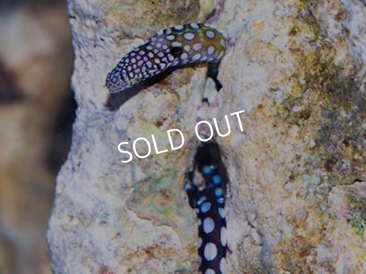 画像2: ◆ＳＡＬＥ ２０%ｏｆｆ◆アデウツボ Ｓ (2)