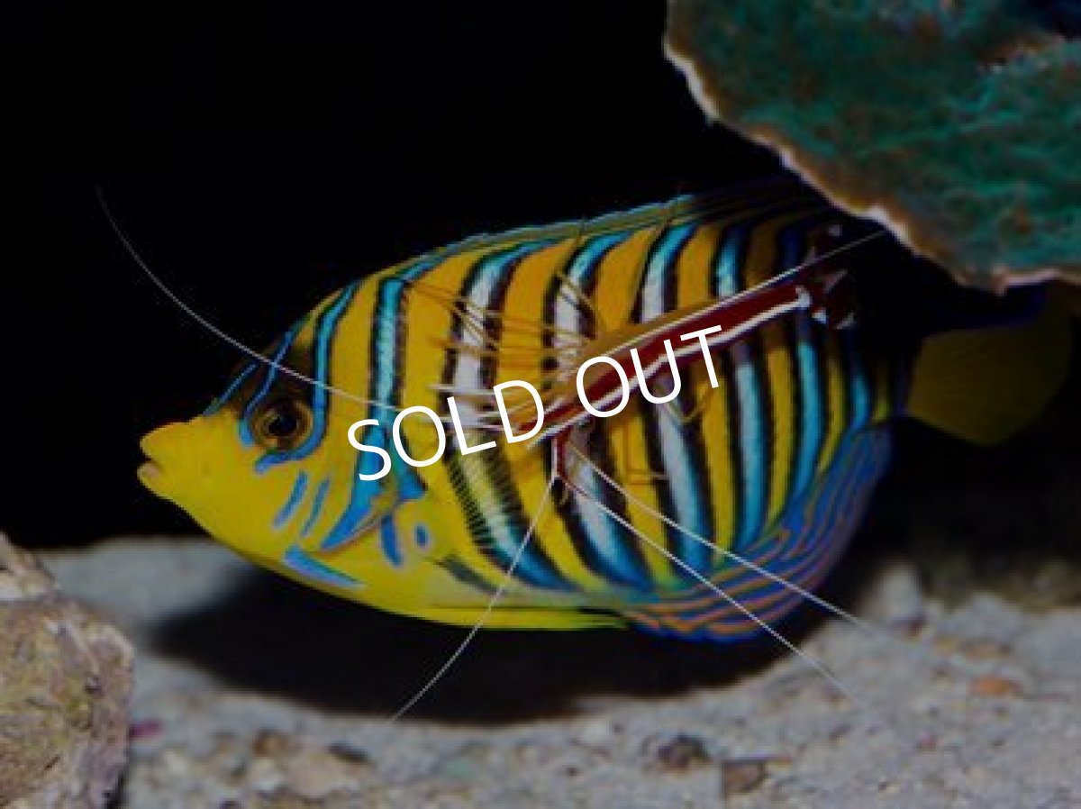 画像3: 紅海産ニシキヤッコ　ML (3)