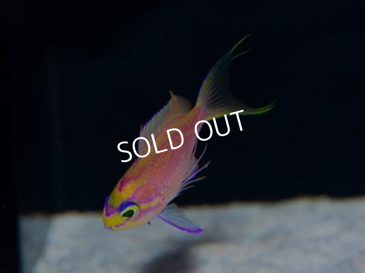 画像4: イトヒキハナダイ　Yg (4)