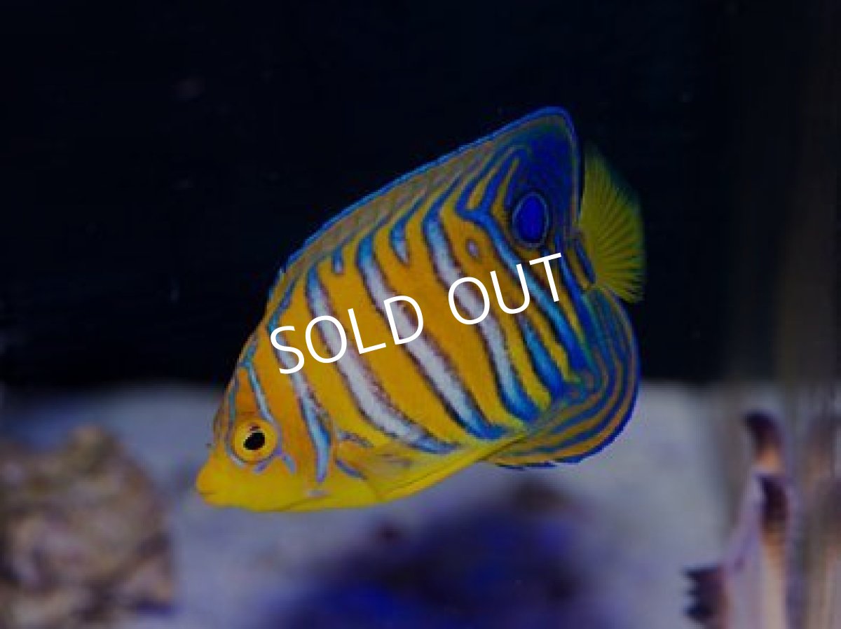 画像3: 紅海産ニシキヤッコ SM (3)