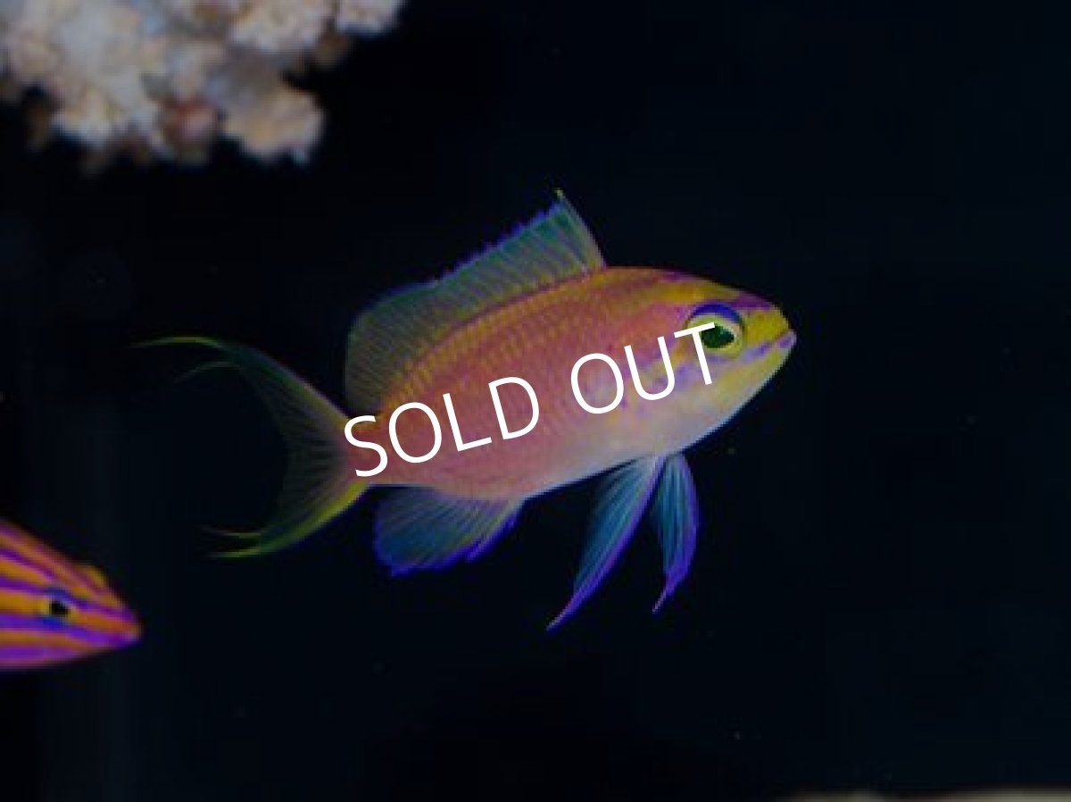 画像3: イトヒキハナダイ　Yg (3)