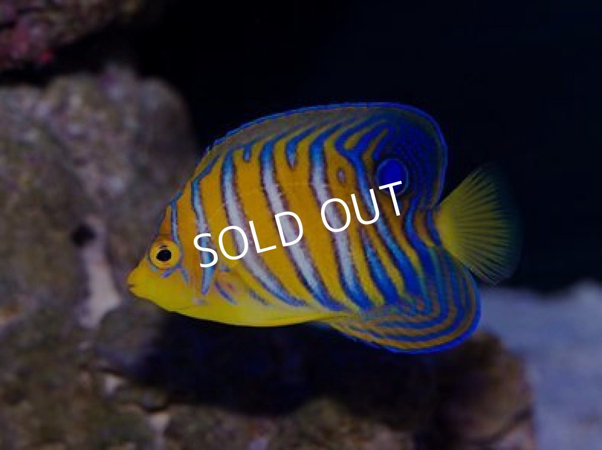 画像2: 紅海産ニシキヤッコ SM (2)