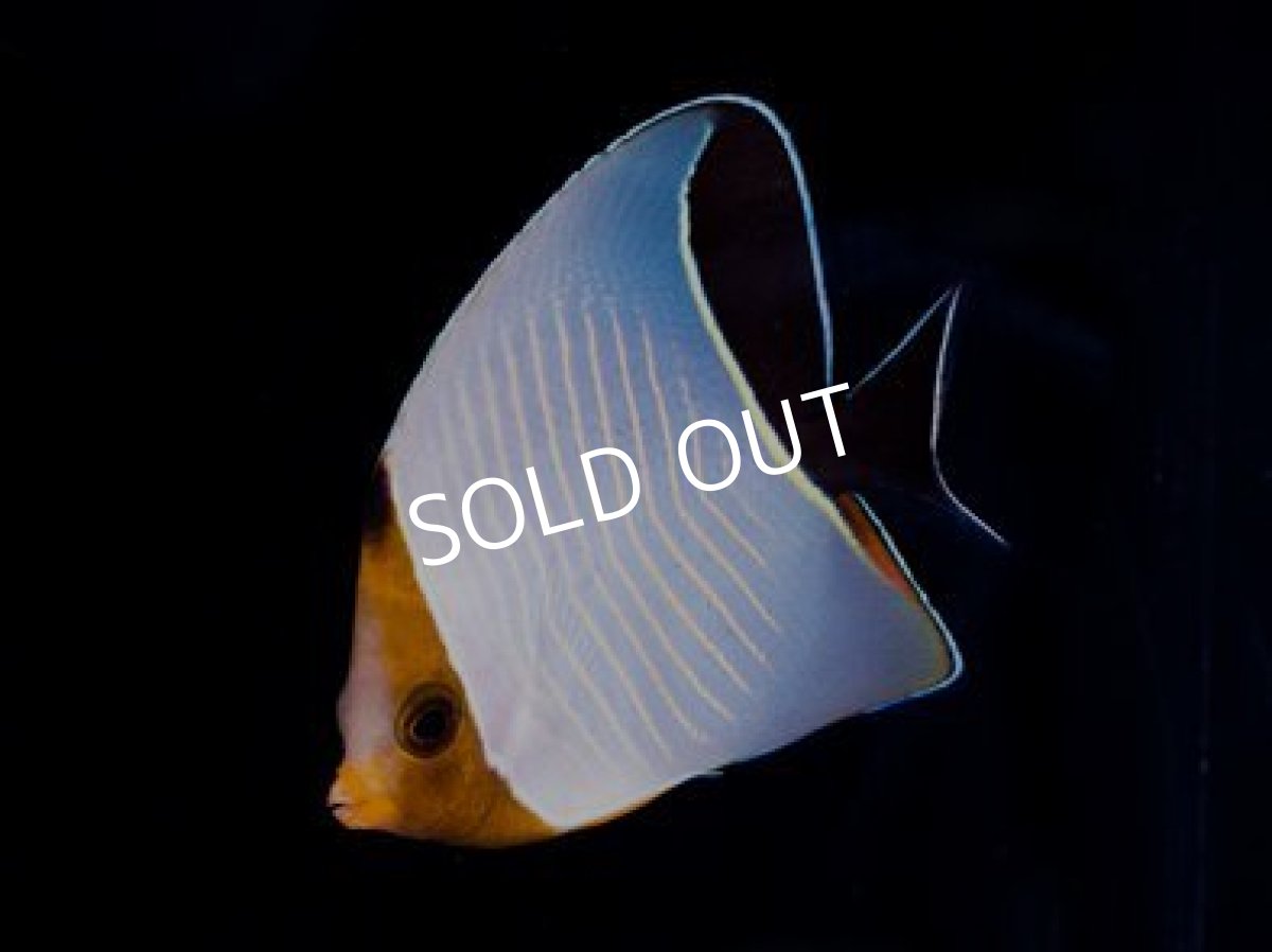 画像2: 紅海便 オレンジフェイスバタフライ (2)