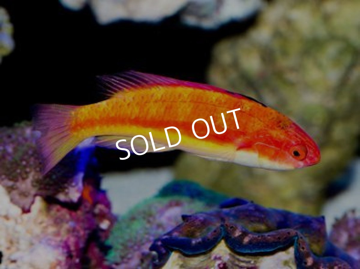 画像2: ニューカレドニア産 ローズフィンフェアリーラス ♂&♀ (2)