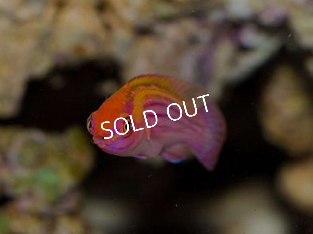 画像2: マーシャル便　イヤールズラス (2)