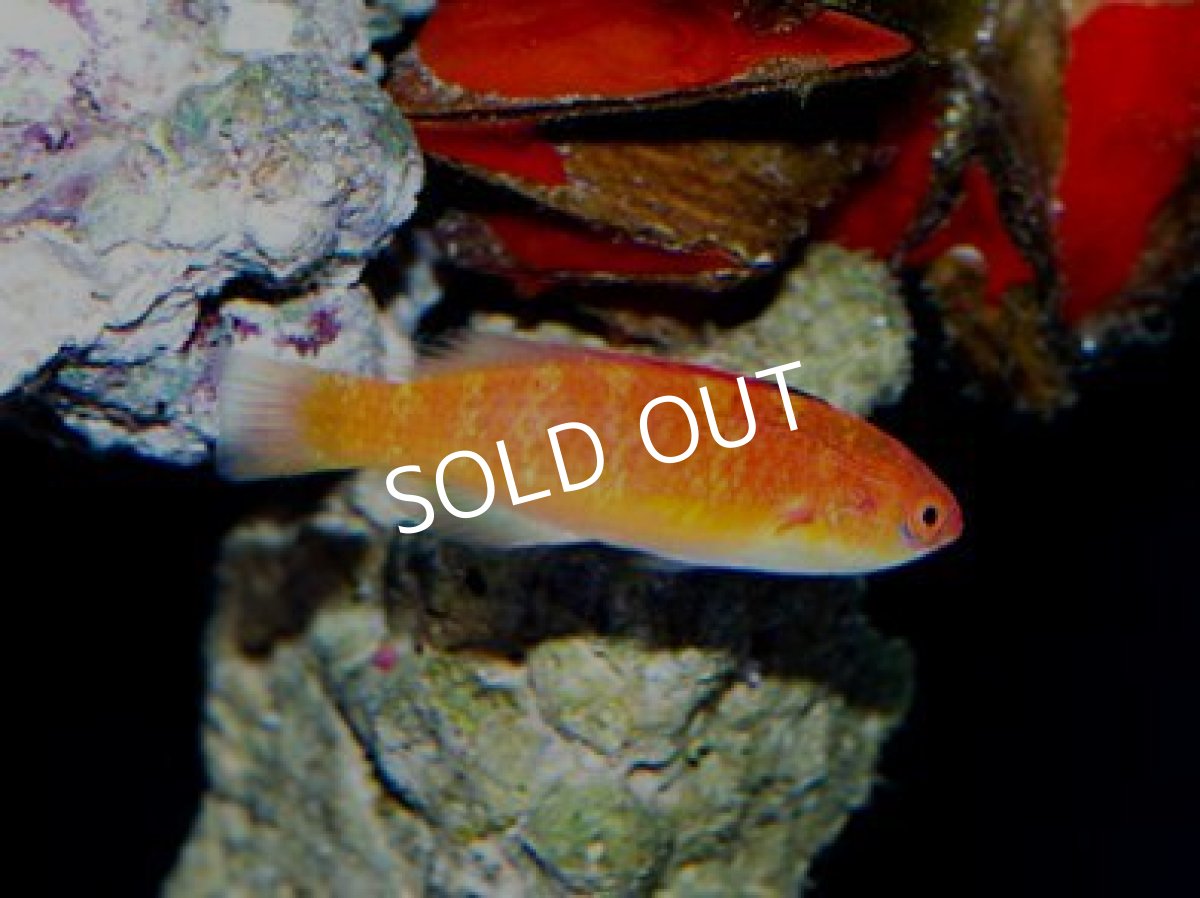 画像3: ニューカレドニア産 ローズフィンフェアリーラス ♂&♀ (3)