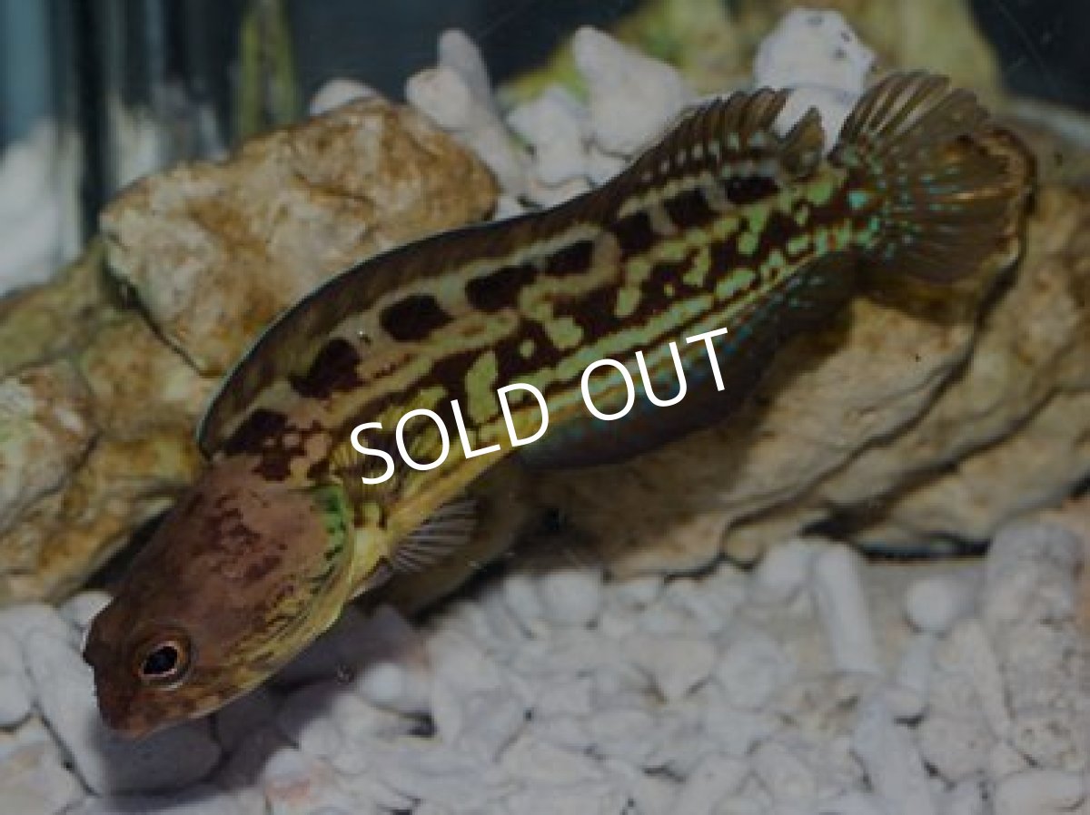 画像2: カステルナーズジョーフィッシュ（ペニージョー）Ｎｏ.２ (2)