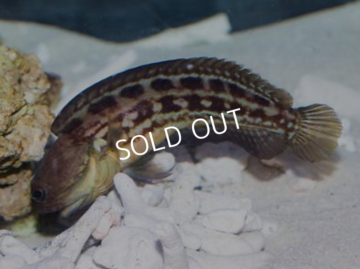 画像2: カステルナーズジョーフィッシュ（ペニージョー）Ｎｏ.１ (2)