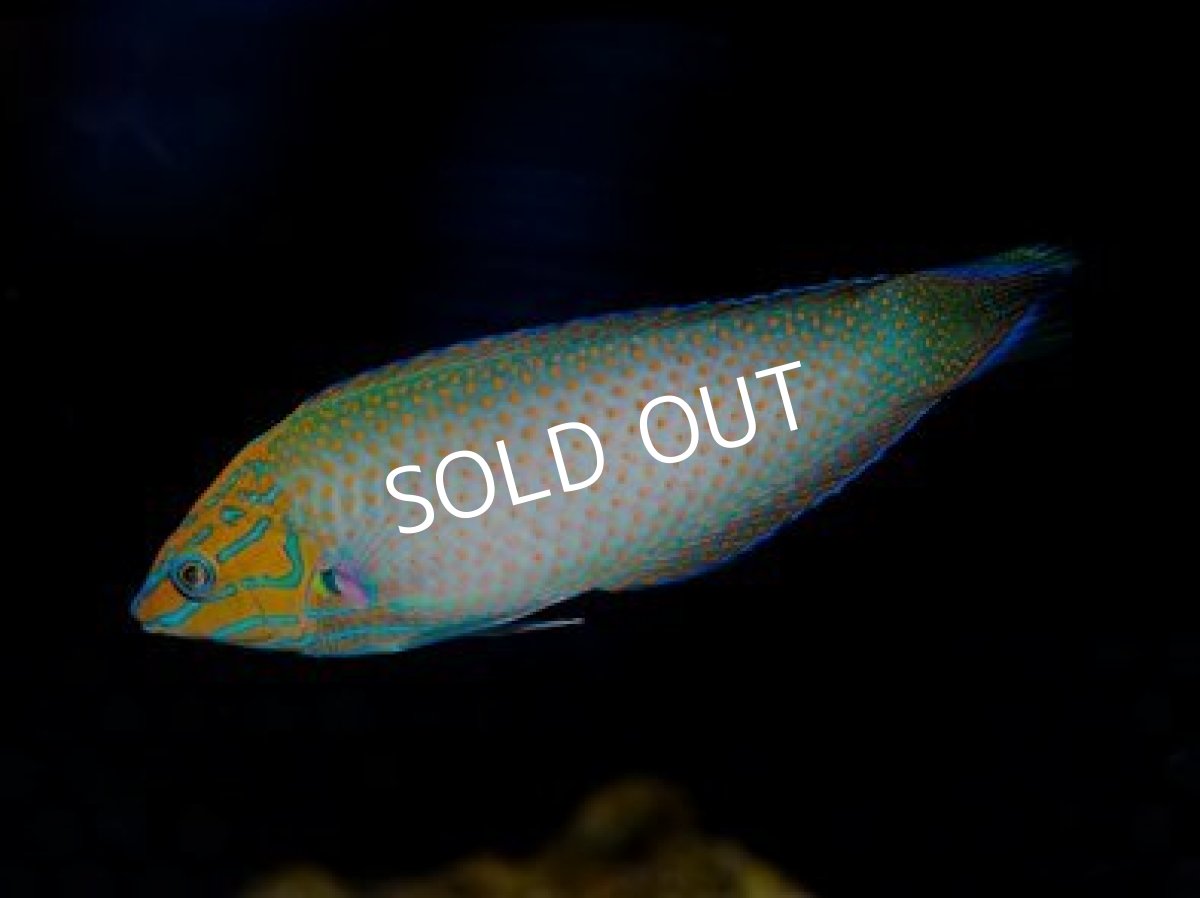 画像2: アミトリキュウセン (2)