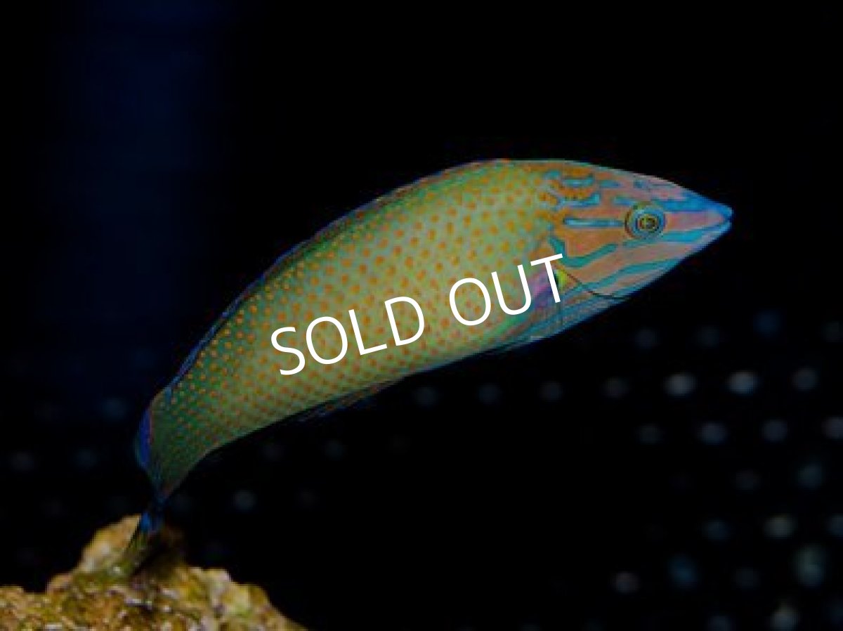 画像3: アミトリキュウセン (3)