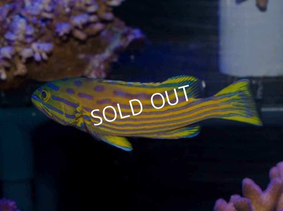 画像2: ミナミハタ (2)