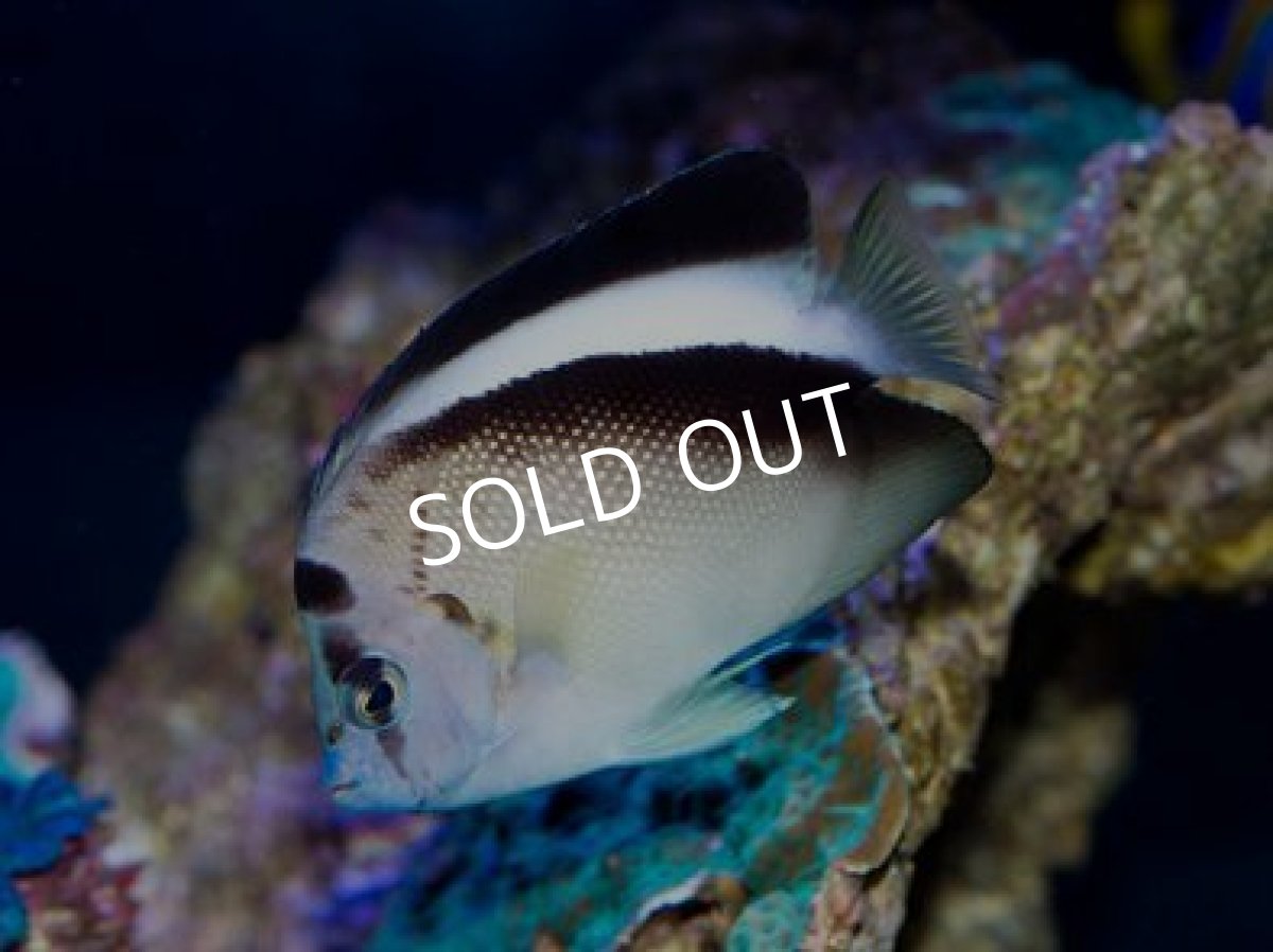 画像2: グリフィスエンゼル　SM (2)