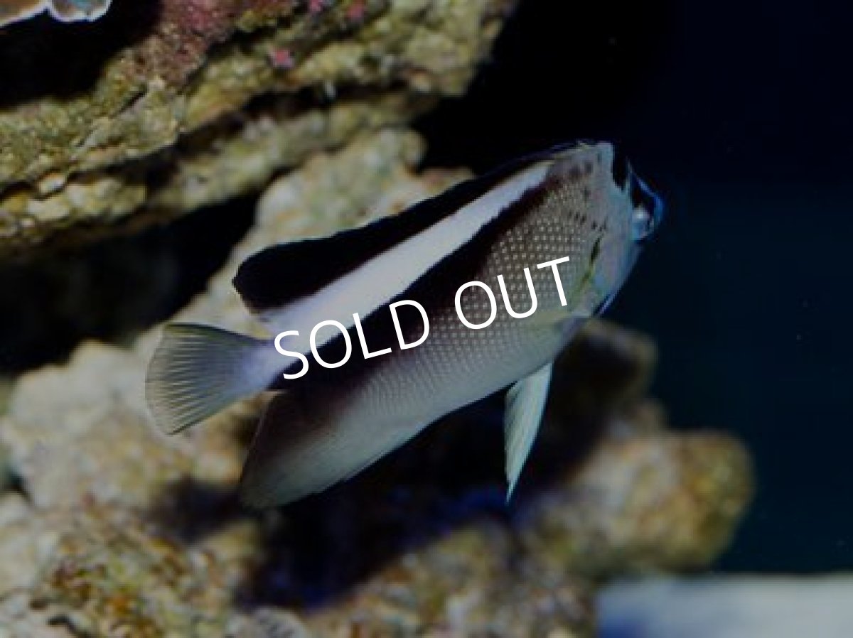 画像3: グリフィスエンゼル　SM (3)