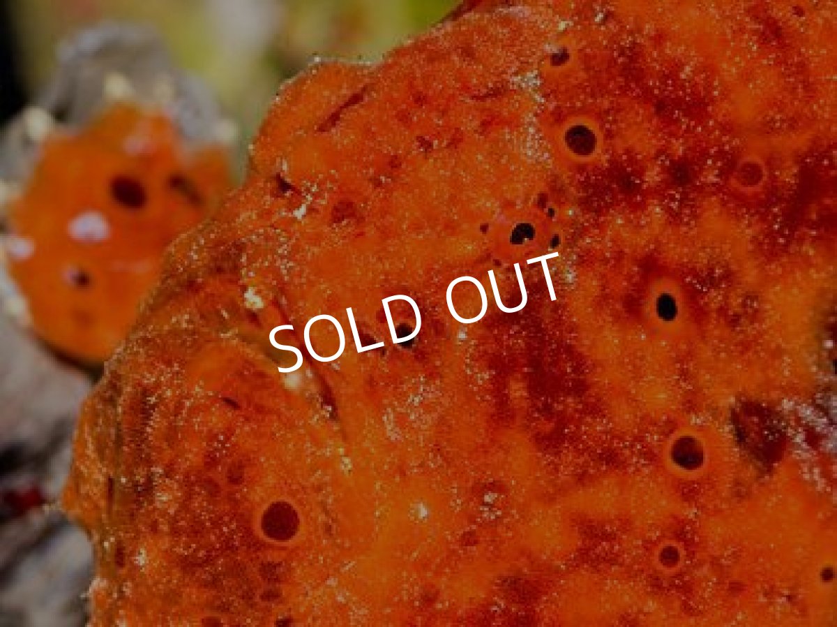 画像2: カエルアンコウ　オレンジ (2)