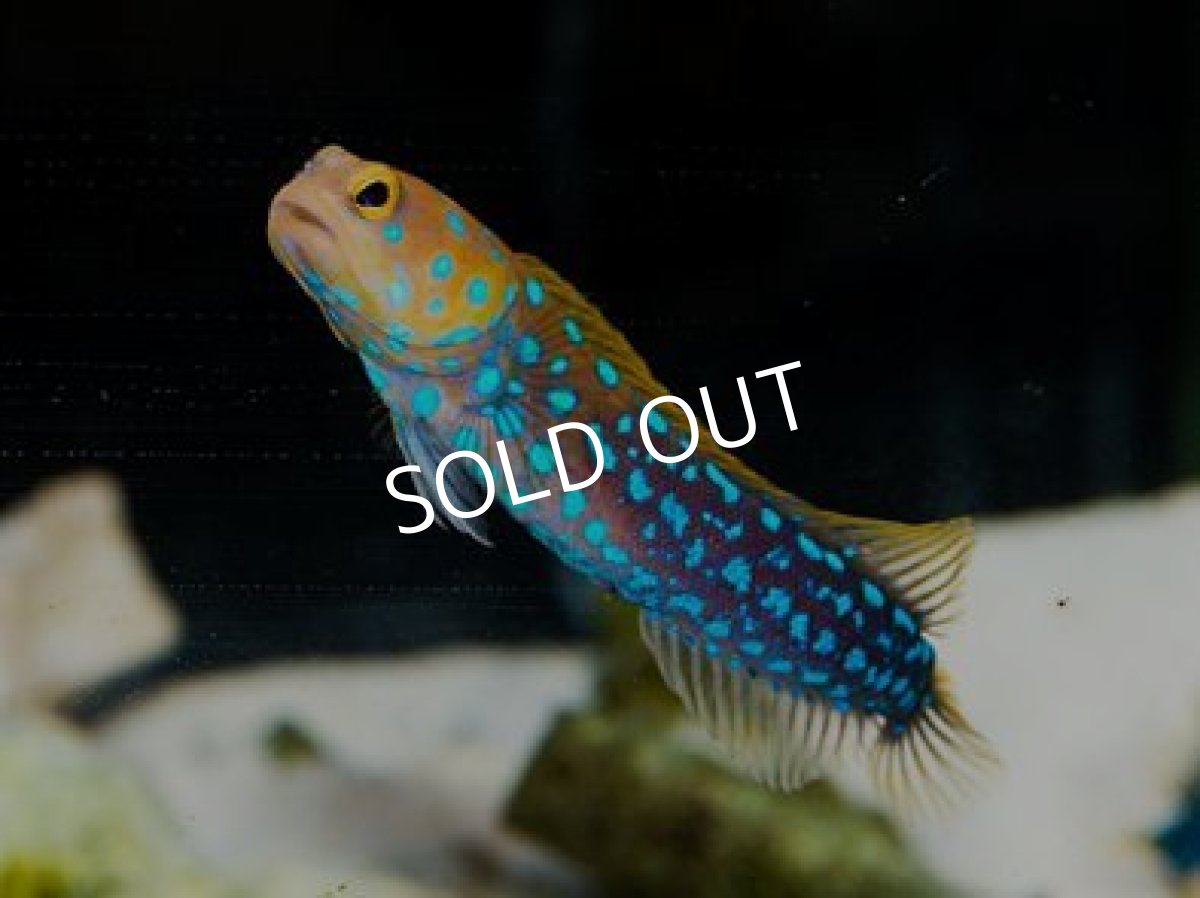 画像2: ◼︎SUMMER SALE◼︎　ブルースポッテッドジョーフィッシュ　No.２ (2)