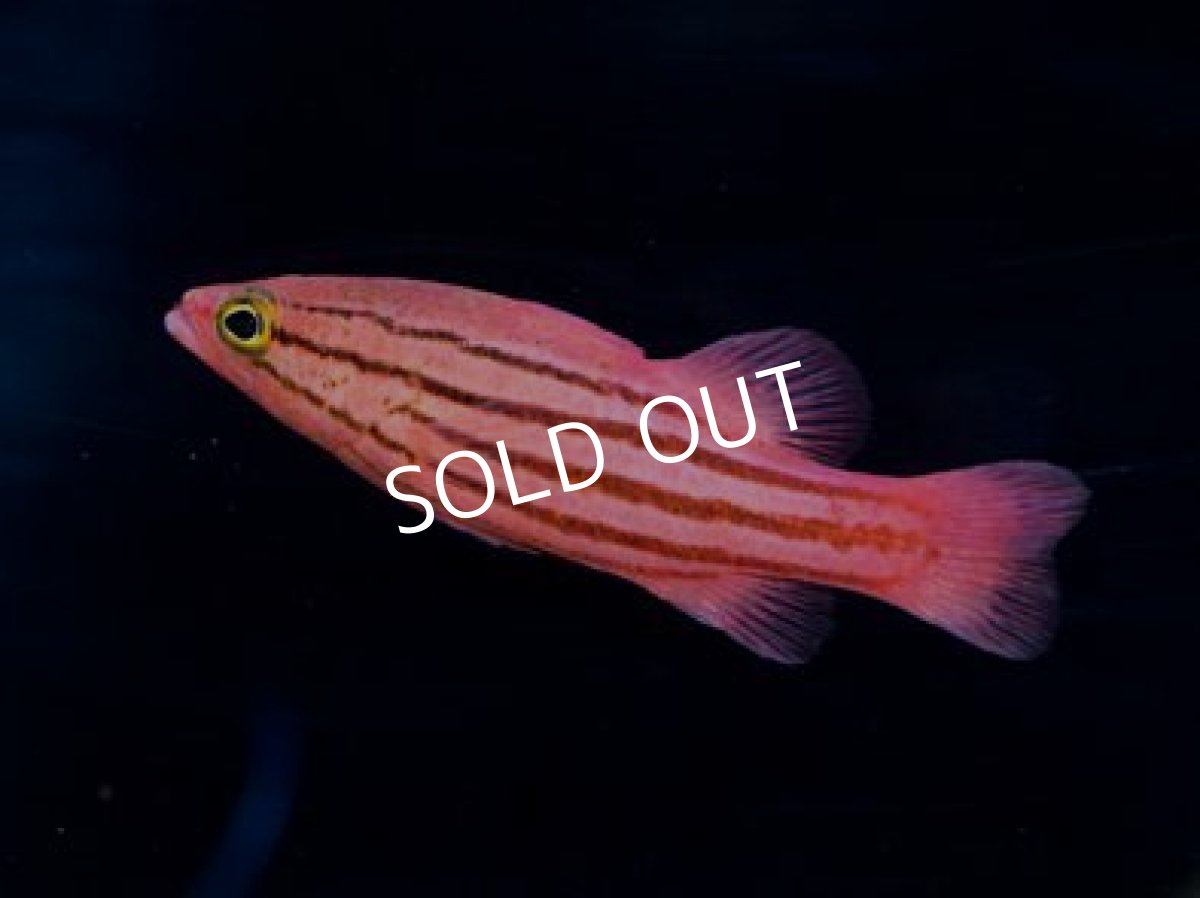 画像2: コレッティバスレット (2)