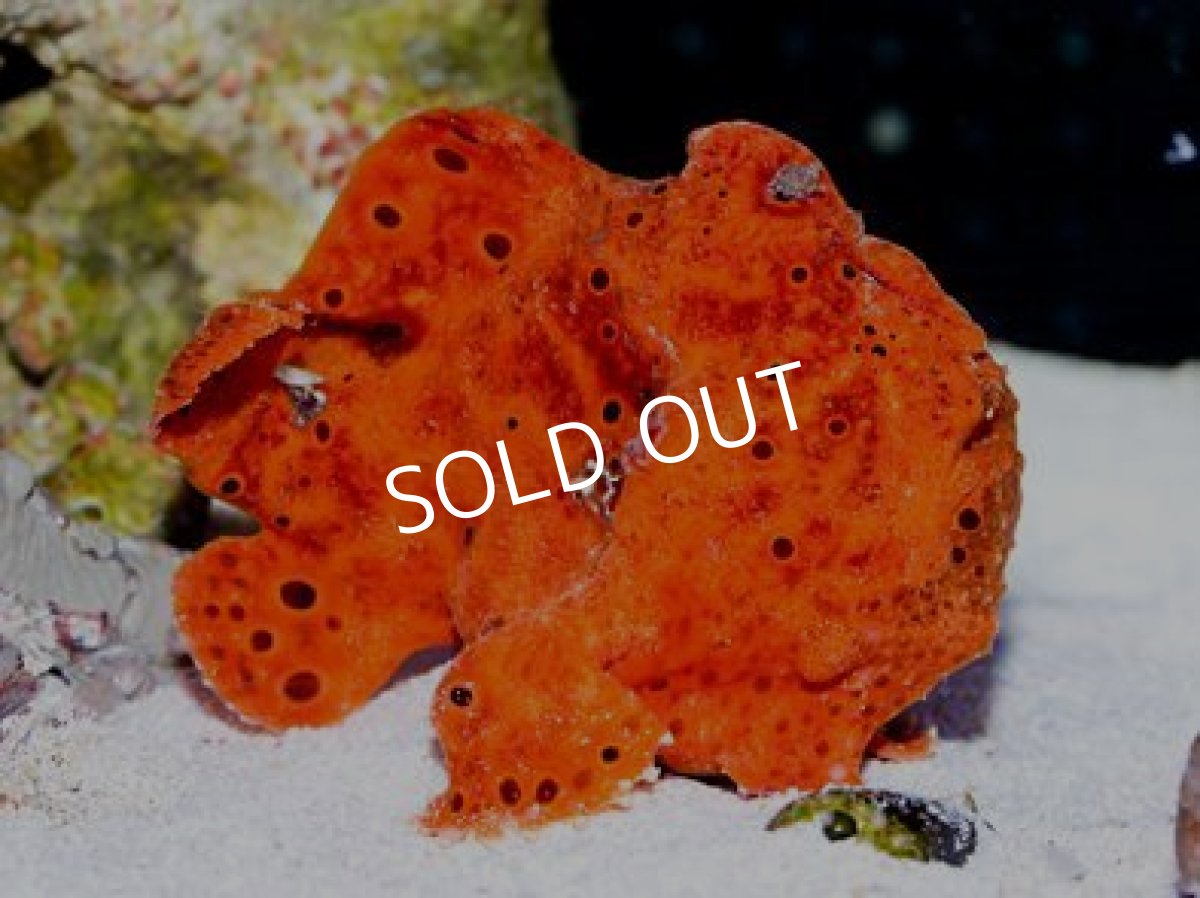 画像3: カエルアンコウ　オレンジ (3)