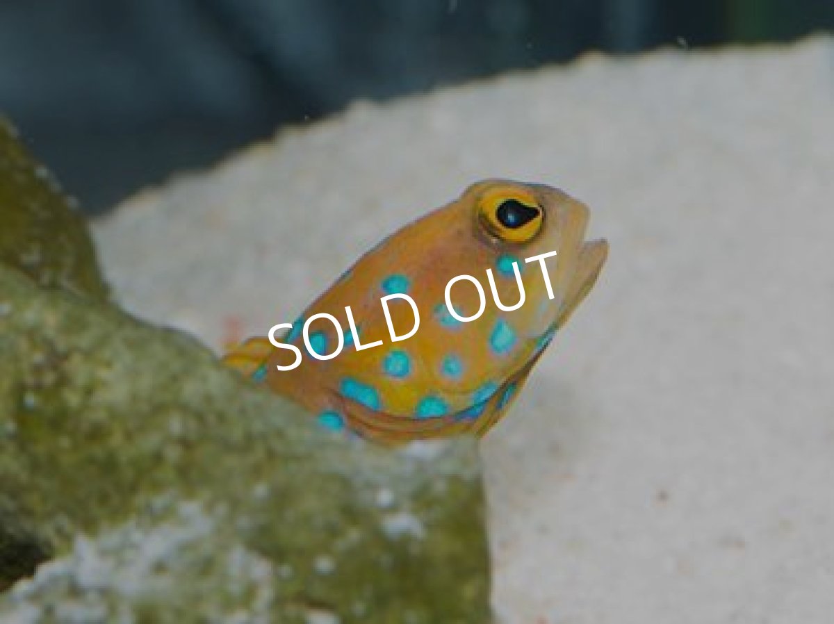 画像2: ■SALE■ ブルースポッテッドジョーフィッシュ No.1 (2)