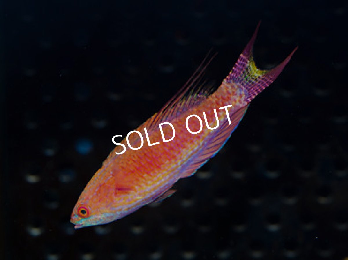 画像2: ベルズフラッシャーラス ♂♀ (2)