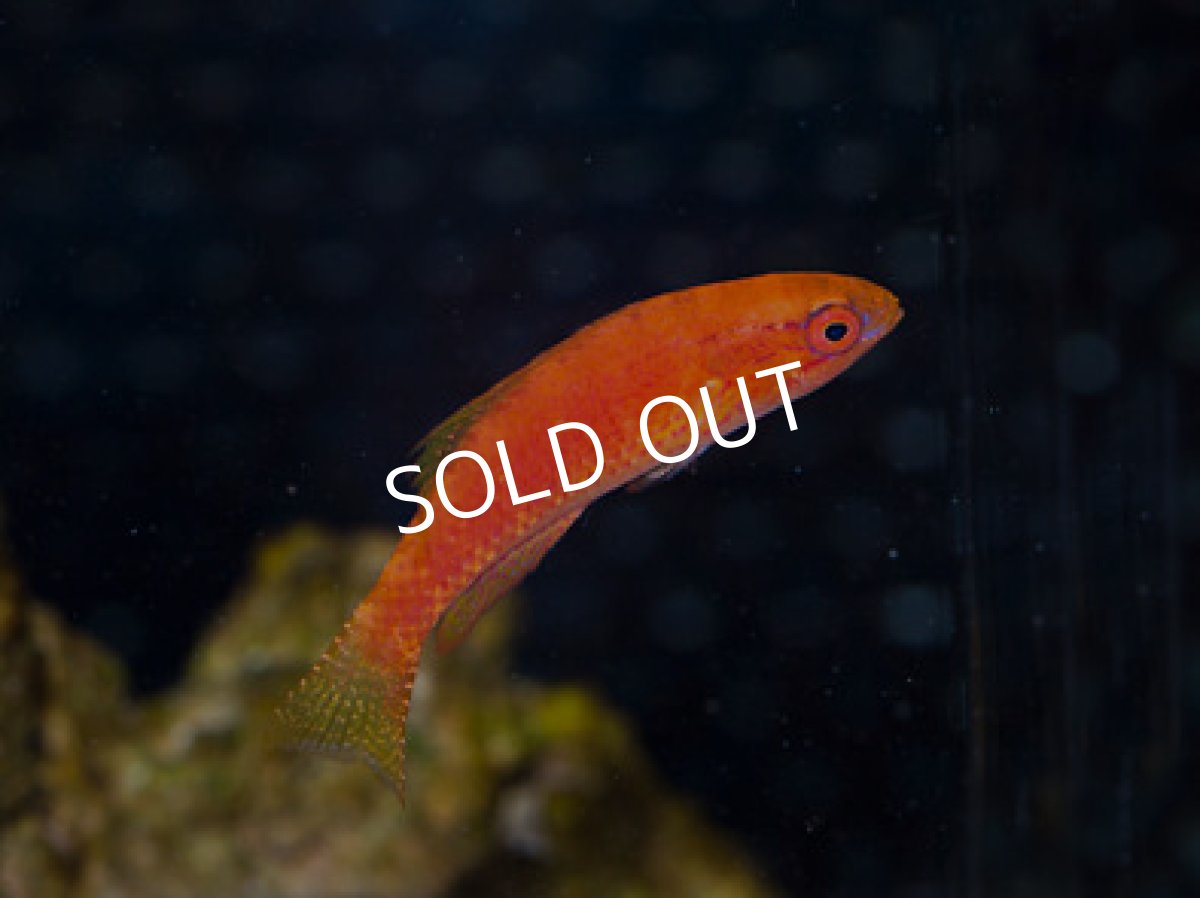 画像3: ベルズフラッシャーラス ♂♀ (3)