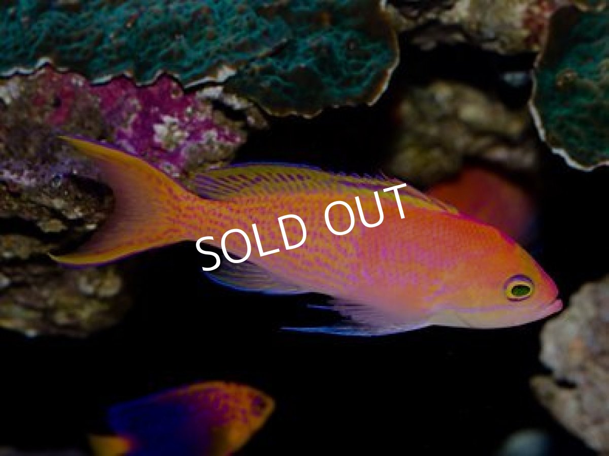 画像2: ■SUMMER SALE■　近海　ナガハナダイ　♂ (2)