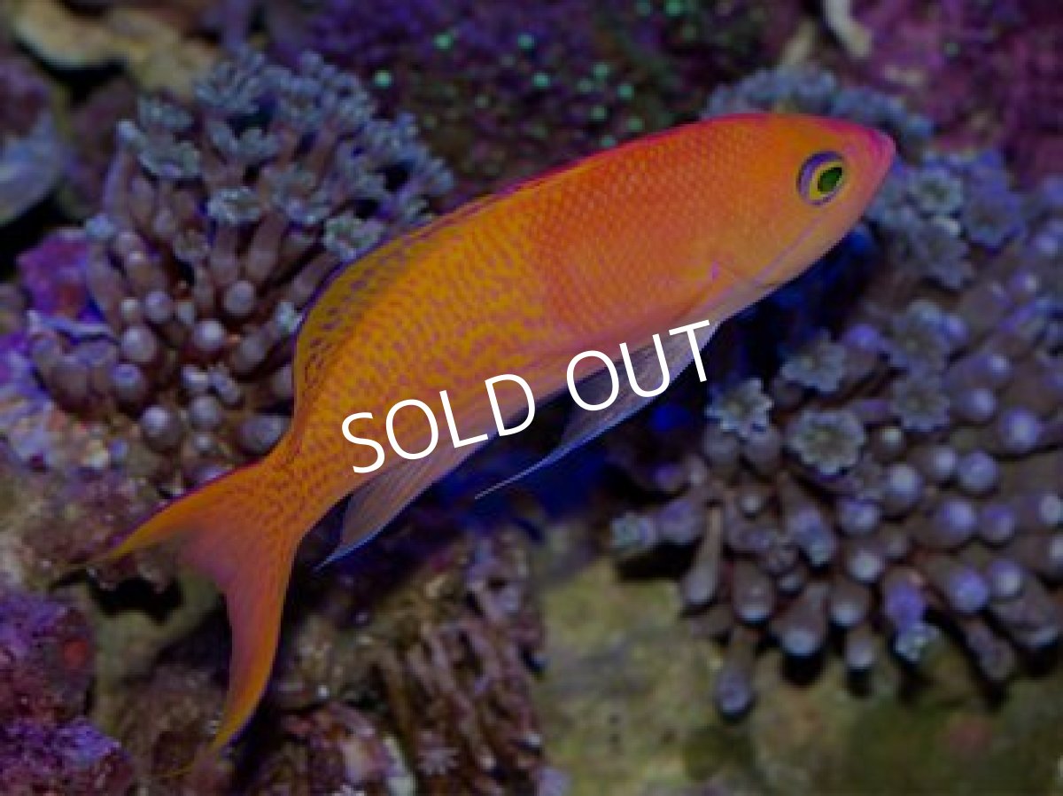 画像2: ■SALE■近海 ナガハナダイ ♂ No.3 (2)