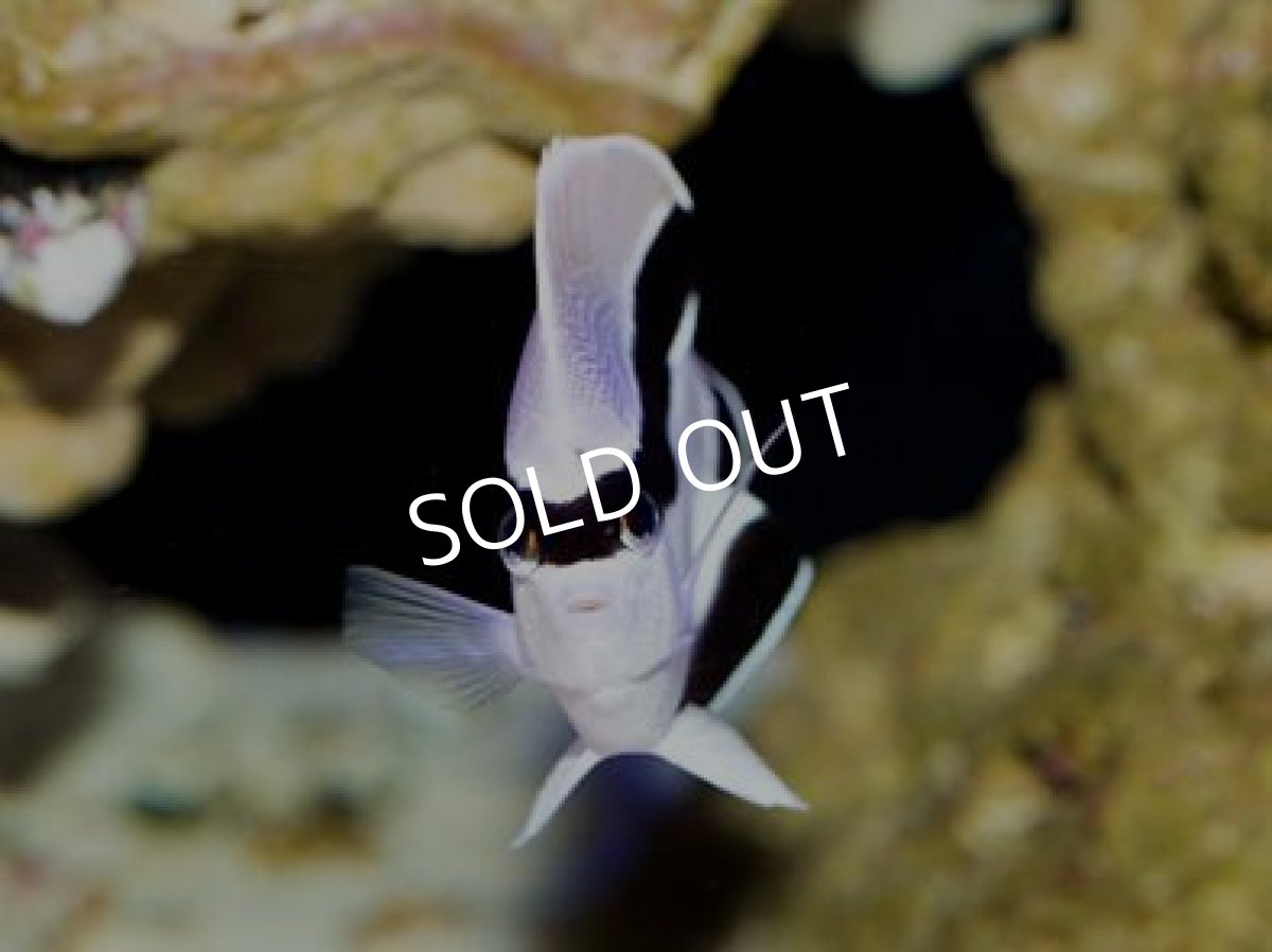 画像3: ブラックバンディットエンゼル SM (3)