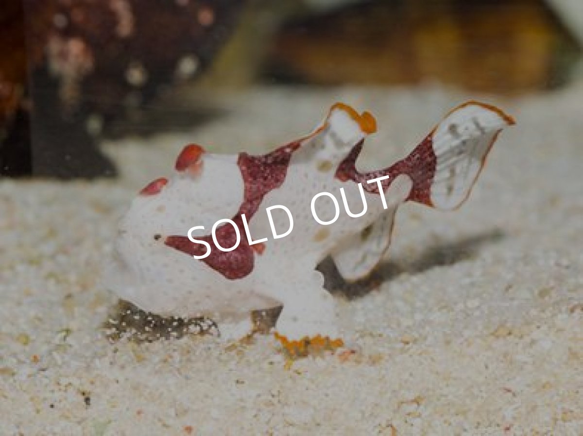 画像2: ■SALE■クマドリカエルアンコウ ホワイト (2)