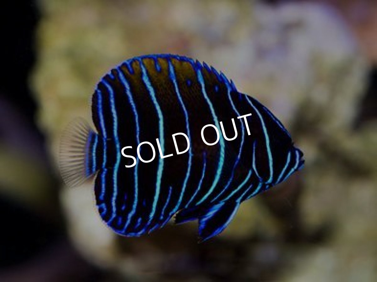 画像2: ■SALE■ イナズマヤッコ 幼魚 (2)