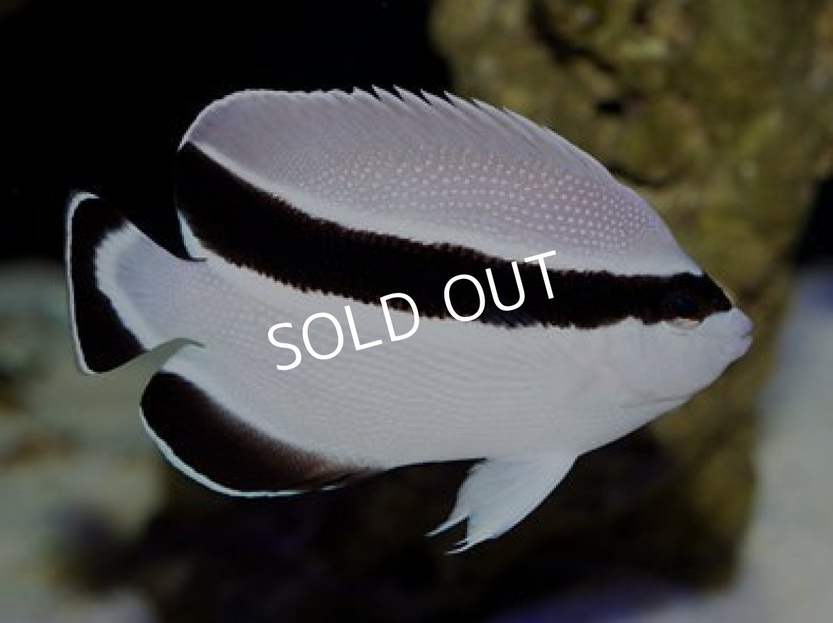 画像2: ブラックバンディットエンゼル SM (2)