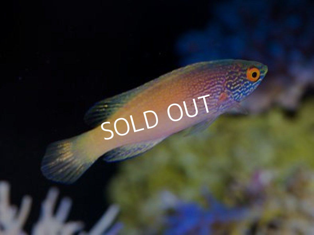 画像2: ■SALE■ローンボイドフェアリーラス♂ (2)