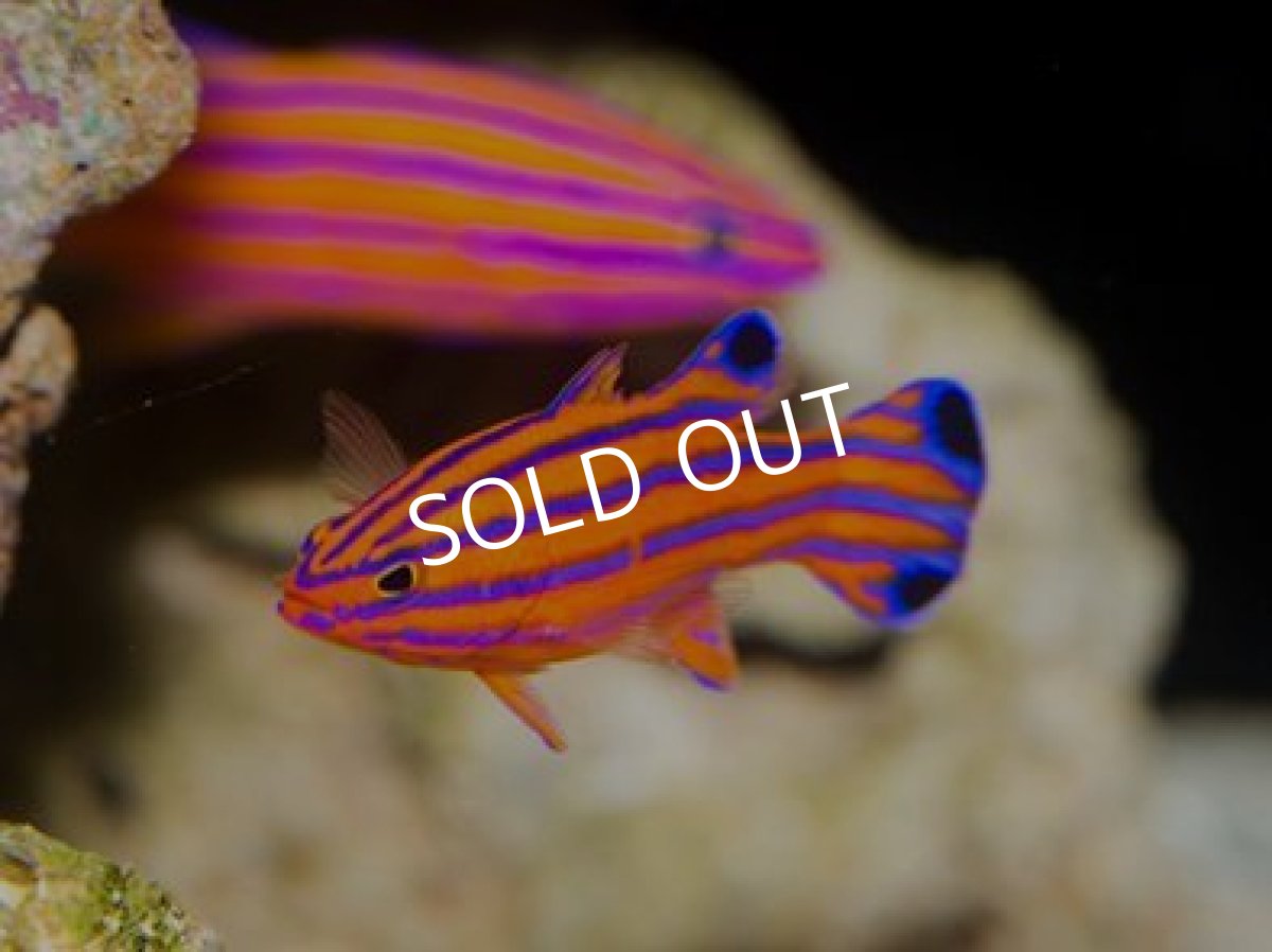 画像4: キャンディバスレット ペア (4)