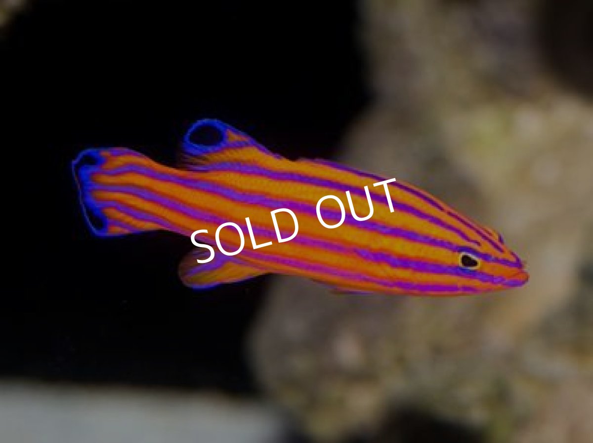 画像3: キャンディバスレット ペア (3)