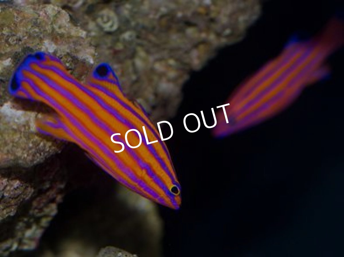 画像2: キャンディバスレット ペア (2)