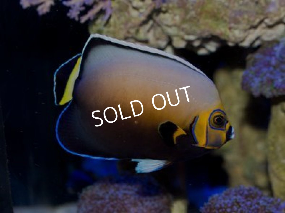 画像2: コンスピキュアスエンゼル SM (2)