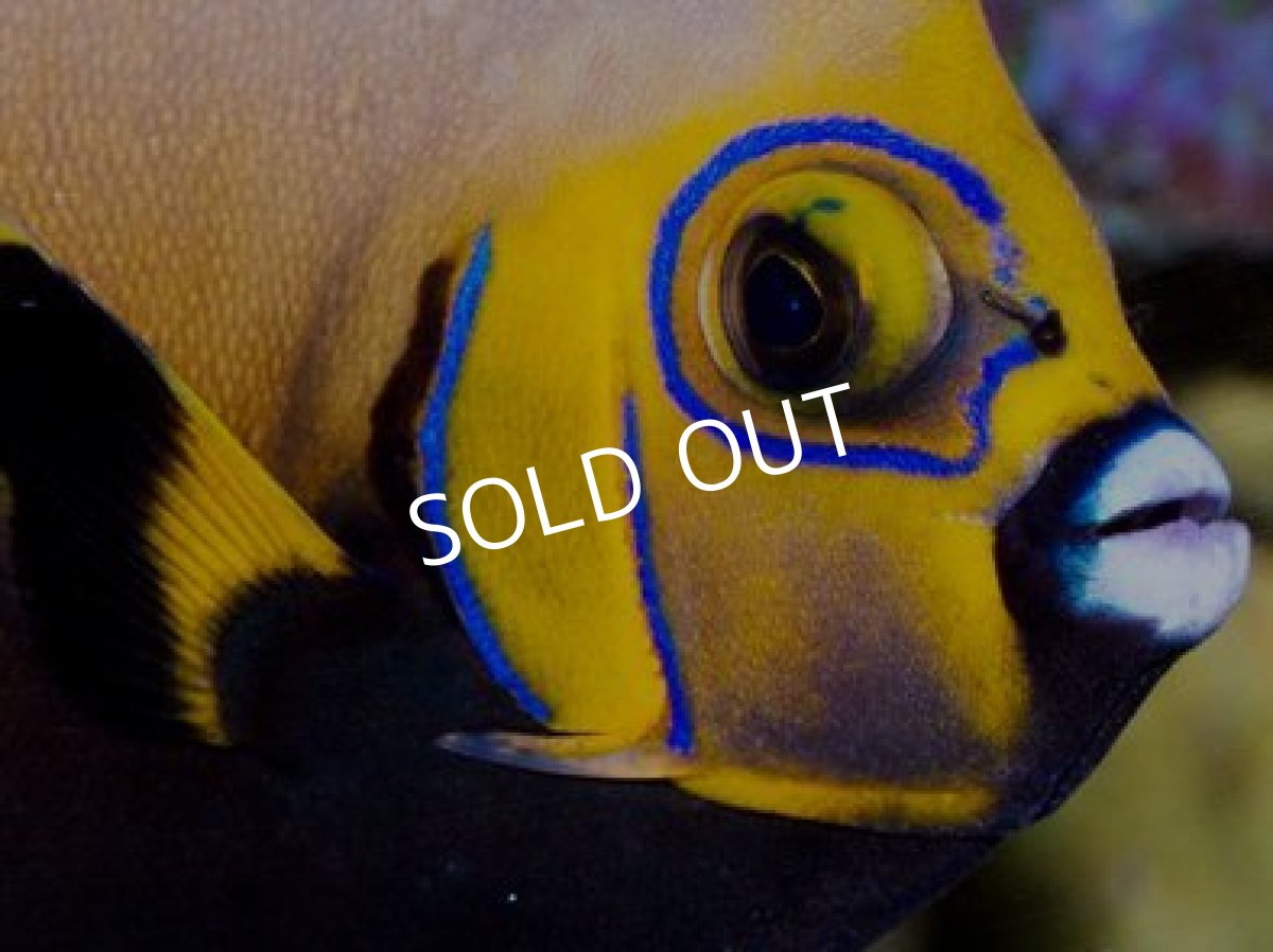 画像3: コンスピキュアスエンゼル SM (3)