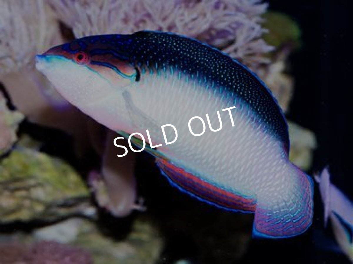 画像2: ■SALE■トンガ便 ニューギニアラス ペア (2)