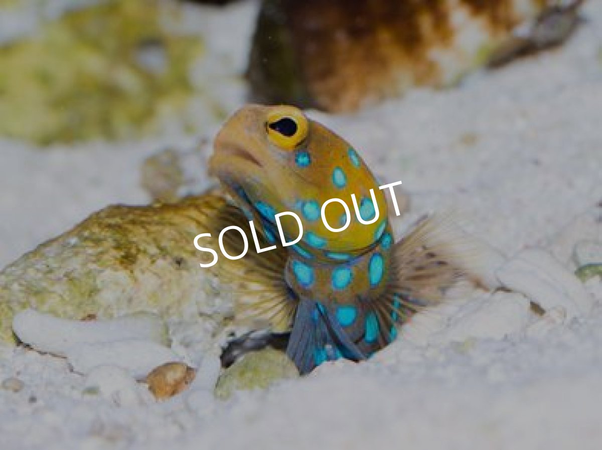 画像2: ◆SALE 20%off◆ブルースポッテッドジョーフィッシュ No.2 (2)