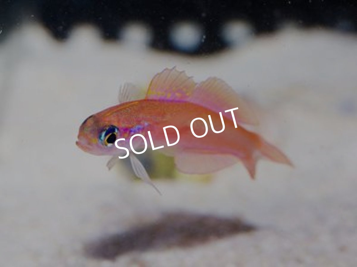 画像2: ピンクダートゴビー(クロユリハゼ科の1種-1) (2)