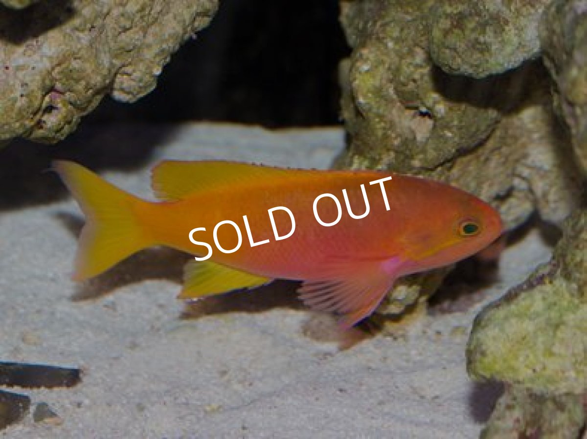 画像3: ◆SALE 20%off◆ペインテッドアンティアス ペア (3)