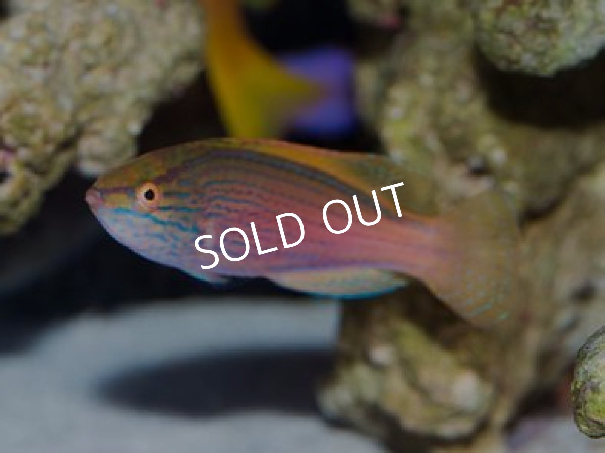 画像2: ラインドフェアリーラス ペア (2)